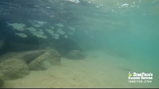 Lydgate Beach Snorkeling with Boss Frogs [upl. by Raynold]