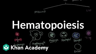 Hematopoiesis  Hematologic System Diseases  NCLEXRN  Khan Academy [upl. by Aniweta]