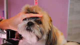 My favorite Head Grooming  Shih Tzu [upl. by Vilma]