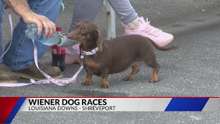 2023 Wiener Dog Races [upl. by Enajyram]