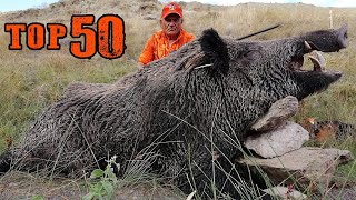 TOP 50 DOMUZ AVI EN İYİ SAHNELER TOP 50 WILD BOAR HUNTS  BEST SCENES [upl. by Averat763]