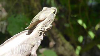 Basiliscus vittatus Brown Basilisk  Basilisco o charancaco [upl. by Dovev]