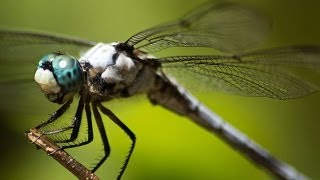 Epic Footage of Dragonflies Hunting [upl. by Tewfik514]