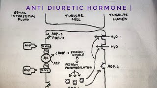 Anti diuretic hormone  mechanism of action on renal tubules  med tutorials [upl. by Worlock]