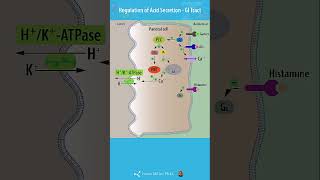 USMLE Prep  Gastrointestinal  Regulation of Acid Secretion [upl. by Yemac]