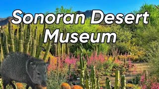 ArizonaSonora Desert Museum in Tucson Az [upl. by Nered]