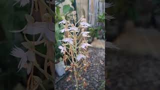 玉鳳蘭 habenaria pink egret 蘭花 plants orchid 植物 [upl. by Juanne785]