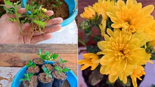 Chrysanthemum plant cuttings  How to grow Chrysanthemum  Chrysanthemum Cuttingsmums from cutting [upl. by Cardew831]