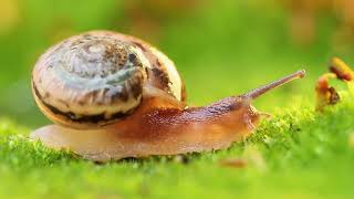 Phylum Mollusca Part 2 Class Gastropoda Slugs and Snails [upl. by Temp]