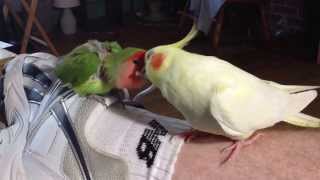 Lovebird and Cockatiel fight over shoelace [upl. by Derdle]