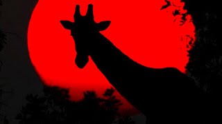 He Took Control of 50000 Printers With 3 Lines of Code🎙Darknet Diaries Ep 31 Hacker Giraffe [upl. by Enyedy]