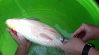 How to inject fish in the abdomen [upl. by Dalli202]