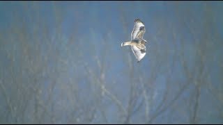 Roughlegged Hawk In Flight 162018 HD [upl. by Maryanne284]