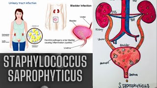 staphylococcus microbiology lecture staphylococcus saprophyticus Easy Microbiology [upl. by Desma520]