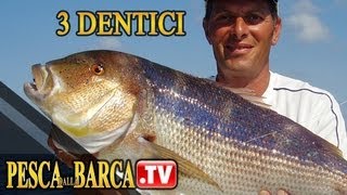 TRAINA AI DENTICI CON LE SEPPIE con MARCO VOLPI  Come dove quando  Pesca Dalla Barca TV [upl. by Rosmunda530]