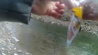 Monster trout blowup snaps my line [upl. by Rentsch]