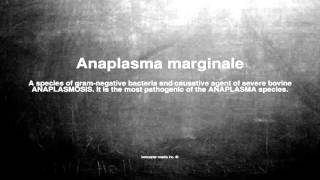 Medical vocabulary What does Anaplasma marginale mean [upl. by Nayb847]