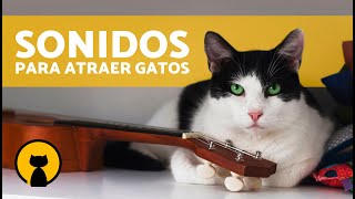 7 SONIDOS que ATRAEN a los GATOS 🔊🐈 Sonidos para que Tu Gato Venga [upl. by Ynohtnael19]