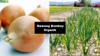 Bawang Bombay Organik [upl. by Bethena]