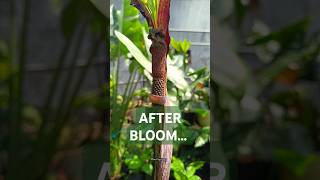 Amorphophallus spectabilis after bloomingamorphophallus garden nature bloom plantvanjava reels [upl. by Ambrogio154]