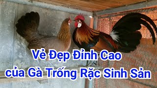 Xem Cận Cảnh Gà Rừng Rặc Ghép Mái Sinh Sản Đẹp Mê Hồn  reproduction Cock [upl. by Tnahs991]