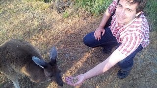 Kangaroos at Heirisson Island Perth Australia  03122013 [upl. by Brodench]