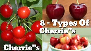 8 Types of Cherries  Cherries variety  Cherries types  Cherries Cultivation  Cherries Trees [upl. by Gran]