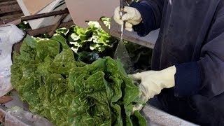 Romaine lettuce warning after E coli outbreak [upl. by Anidene412]