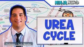 Metabolism  Urea Cycle [upl. by Eesak]