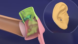 3D Middle Ear amp External Ear embryology  Impedance matching  Ossicles Embryology [upl. by Alston]