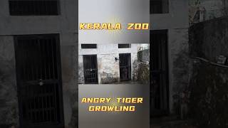 Angry Tiger Growling shorts kerala zoo [upl. by Tatia938]