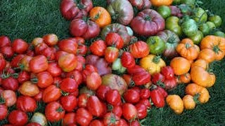 How To Grow The BEST TOMATOES [upl. by Adaha254]