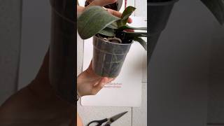 TUTORIAL rinvaso orchidee 🌺 orchidee curaorchidee tutorial [upl. by Remmos403]