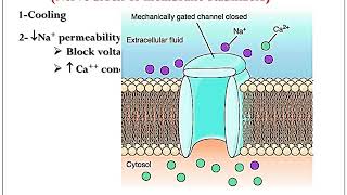 excitability changes and factors affecting excitability [upl. by Kcirddor]