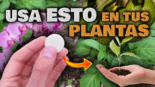 NO DUDES Aplica YA este ABONO CASERO NATURAL en tus Plantas  Fertilizante Floración y Crecimiento [upl. by Nirtak]