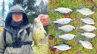 Limit of black amp white crappie 12142024  Bank fishing for Winter Crappie with bobber and jig [upl. by Lyndon]