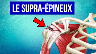 Tendinite du supra épineux à lépaule  Explication et Traitement [upl. by Yrreiht827]