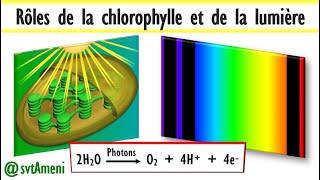 La photosynthèse explication détaillée des rôles de la chlorophylle et de la lumière [upl. by Ysnap]