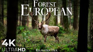 Forest 4K 🦌 European Nature Relaxation Film  Video Ultra HD [upl. by Botsford]