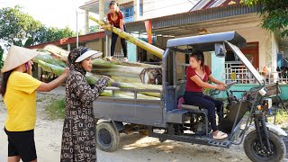 REWIND TIMELAPSE 30 Days Harvest Banana Trees and Use 3wheeled Vehicle Transport Go Market To Sell [upl. by Kcirdnekal]