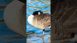 Canada goose watching and resting [upl. by Bina]