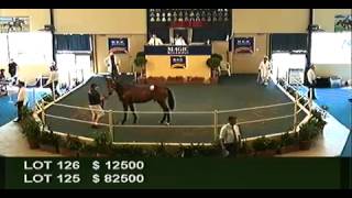 2012 Adelaide Yearling Sales Session 1 [upl. by Gery]