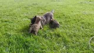 chiot cairn terrier de la Terrardiere avec Bonny [upl. by Lleder684]