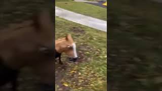 Dog In Horse Mask Screaming Because Halloween Costume Contest Is Cancelled Tik Tok Meme [upl. by Pinchas380]