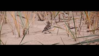 Пуночка Hangelind Snow Bunting [upl. by Airec330]