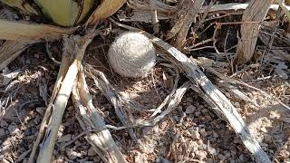 Mammillaria lasiacantha Engelm [upl. by Sherburn]