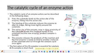 Catalytic role of enzyme apbiology ibbiology neetbiology enzymes science [upl. by Savina]