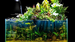 Natural Jungle Aquascape w Emergent Plants Riparium Build [upl. by Gusty]