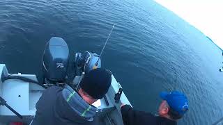 Halibut fishing in Prince William Sound [upl. by Ainattirb]