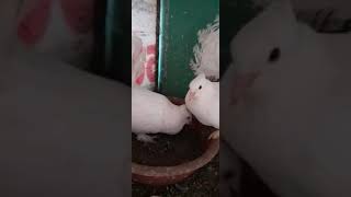 White Fantail Pigeons [upl. by Shah]